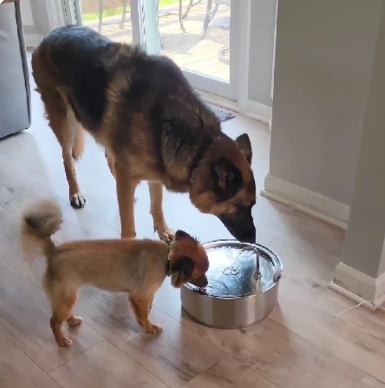 🐾 PawLabs™ – מזרקת מים חכמה מנירוסטה לכלבים